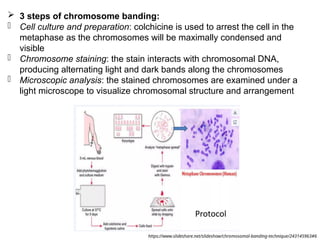 Chapter 5-Human chromosomes goodnote for you 2.pptx
