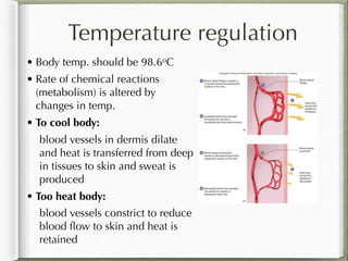 Chapter 5 integumentary | PDF