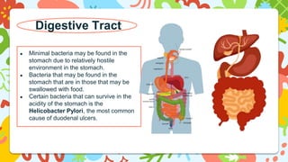 Digestive Tract
● Minimal bacteria may be found in the
stomach due to relatively hostile
environment in the stomach.
● Bacteria that may be found in the
stomach that are in those that may be
swallowed with food.
● Certain bacteria that can survive in the
acidity of the stomach is the
Helicobacter Pylori, the most common
cause of duodenal ulcers.
 