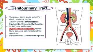 Genitourinary Tract
● The urinary tract is sterile above the
distal 1 cm of the urethra.
● Anterior urethra = Streptococcus
Epidermidis, Enterocci, Diptheroids.
● In both male and females,
Mycobacterium Smegmatis may be
found as normal commensals in their
secretions.
● Penile Urethra = Gardnerella Vaginalis
 