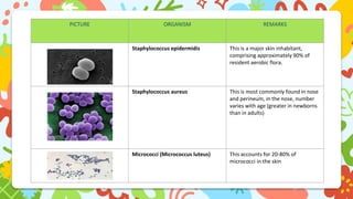 PICTURE ORGANISM REMARKS
Staphylococcus epidermidis This is a major skin inhabitant,
comprising approximately 90% of
resident aerobic flora.
Staphylococcus aureus This is most commonly found in nose
and perineum, in the nose, number
varies with age (greater in newborns
than in adults)
Micrococci (Micrococcus luteus) This accounts for 20-80% of
micrococci in the skin
 