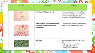 PICTURE ORGANISM REMARKS
Diphtheroids (Coryneforms) These are classified into: lipophilic
(common in axilla) or non-lipophilic
(more common on glabrous or
hairless skin such as palms of hands)
Gram-negative Bacilli (Enterobacter,
Klebsiella, Escherichia coli, and
Proteus spp.)
These are seen in moist intertriginous
areas such as toe webs and axilla
Nail Flora Microflora are similar to that of the
skin
Fungi may also be present
(Aspergillus, Penicillium
Cladosporium, or Mucorl
 