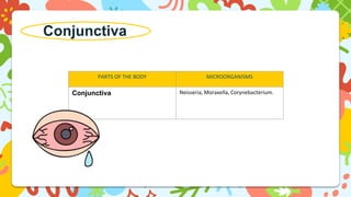 Conjunctiva
PARTS OF THE BODY MICROORGANISMS
Conjunctiva Neisseria, Moraxella, Corynebacterium.
 