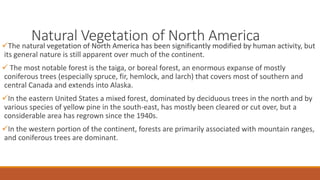 Natural Vegetation of North AmericaThe natural vegetation of North America has been significantly modified by human activity, but
its general nature is still apparent over much of the continent.
 The most notable forest is the taiga, or boreal forest, an enormous expanse of mostly
coniferous trees (especially spruce, fir, hemlock, and larch) that covers most of southern and
central Canada and extends into Alaska.
In the eastern United States a mixed forest, dominated by deciduous trees in the north and by
various species of yellow pine in the south-east, has mostly been cleared or cut over, but a
considerable area has regrown since the 1940s.
In the western portion of the continent, forests are primarily associated with mountain ranges,
and coniferous trees are dominant.
 