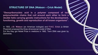 In 1953, J.D. Watson (an American biologist) and F.H.C. Crick (a British
Physicist) proposed the three dimensional model of DNA.
For this they got Nobel Prize in medicine in 1962. Term DNA was given by
Zacharias.
STRUCTURE OF DNA (Watson – Crick Model)
“Deoxyribonucleic acid is a polymer composed of two
polynucleotide chains that coil around each other to form a
double helix carrying genetic instructions for the development,
functioning, growth and reproduction of all known organisms”.
 