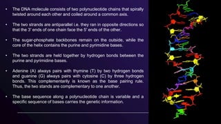 • The DNA molecule consists of two polynucleotide chains that spirally
twisted around each other and coiled around a common axis.
• The two strands are antiparallel i.e. they ran in opposite directions so
that the 3′ ends of one chain face the 5′ ends of the other.
• The sugar-phosphate backbones remain on the outside, while the
core of the helix contains the purine and pyrimidine bases.
• The two strands are held together by hydrogen bonds between the
purine and pyrimidine bases.
• Adenine (A) always pairs with thymine (T) by two hydrogen bonds
and guanine (G) always pairs with cytosine (C) by three hydrogen
bonds. This complementarily is known as the base pairing rule.
Thus, the two stands are complementary to one another.
• The base sequence along a polynucleotide chain is variable and a
specific sequence of bases carries the genetic information.
 