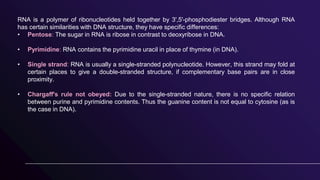 RNA is a polymer of ribonucleotides held together by 3',5'-phosphodiester bridges. Although RNA
has certain similarities with DNA structure, they have specific differences:
• Pentose: The sugar in RNA is ribose in contrast to deoxyribose in DNA.
• Pyrimidine: RNA contains the pyrimidine uracil in place of thymine (in DNA).
• Single strand: RNA is usually a single-stranded polynucleotide. However, this strand may fold at
certain places to give a double-stranded structure, if complementary base pairs are in close
proximity.
• Chargaff's rule not obeyed: Due to the single-stranded nature, there is no specific relation
between purine and pyrimidine contents. Thus the guanine content is not equal to cytosine (as is
the case in DNA).
 
