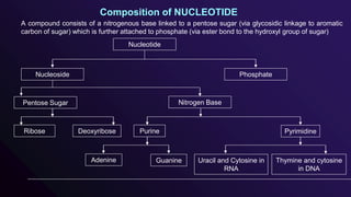 Composition of NUCLEOTIDE
A compound consists of a nitrogenous base linked to a pentose sugar (via glycosidic linkage to aromatic
carbon of sugar) which is further attached to phosphate (via ester bond to the hydroxyl group of sugar)
Nucleotide
Phosphate
Nucleoside
Pentose Sugar Nitrogen Base
Purine
Ribose Deoxyribose Pyrimidine
Guanine
Adenine Thymine and cytosine
in DNA
Uracil and Cytosine in
RNA
 