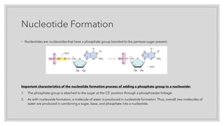 Nucleotide Formation
◦ Nucleotides are nucleosides that have a phosphate group bonded to the pentose sugar present.
Important characteristics of the nucleotide formation process of adding a phosphate group to a nucleoside:
1. The phosphate group is attached to the sugar at the C5’ position through a phosphoester linkage.
2. As with nucleoside formation, a molecule of water is produced in nucleotide formation. Thus, overall, two molecules of
water are produced in combining a sugar, base, and phosphate into a nucleotide.
 
