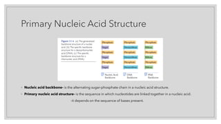 Primary Nucleic Acid Structure
◦ Nucleic acid backbone- is the alternating sugar-phosphate chain in a nucleic acid structure.
◦ Primary nucleic acid structure- is the sequence in which nucleotides are linked together in a nucleic acid.
-it depends on the sequence of bases present.
 