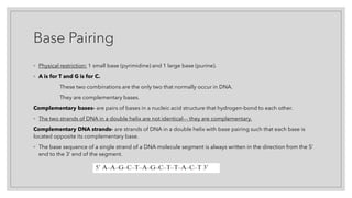 Base Pairing
◦ Physical restriction: 1 small base (pyrimidine) and 1 large base (purine).
◦ A is for T and G is for C.
These two combinations are the only two that normally occur in DNA.
They are complementary bases.
Complementary bases- are pairs of bases in a nucleic acid structure that hydrogen-bond to each other.
◦ The two strands of DNA in a double helix are not identical--- they are complementary.
Complementary DNA strands- are strands of DNA in a double helix with base pairing such that each base is
located opposite its complementary base.
◦ The base sequence of a single strand of a DNA molecule segment is always written in the direction from the 5’
end to the 3’ end of the segment.
 