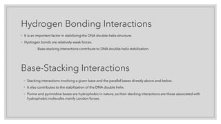 Hydrogen Bonding Interactions
◦ It is an important factor in stabilizing the DNA double–helix structure.
◦ Hydrogen bonds are relatively weak forces.
Base-stacking interactions contribute to DNA double-helix stabilization.
Base-Stacking Interactions
◦ Stacking interactions involving a given base and the parallel bases directly above and below.
◦ It also contributes to the stabilization of the DNA double helix.
◦ Purine and pyrimidine bases are hydrophobic in nature, so their stacking interactions are those associated with
hydrophobic molecules mainly London forces.
 