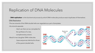 Replication of DNA Molecules
◦ DNA replication- is the biochemical process by which DNA molecules produce exact duplicates of themselves.
DNA Replication
-The two strands of the DNA double helix are regarded as a pair of templates.
-the strands separate.
-Each can then act as a template for
the synthesis of a new,
complementary strand.
-Result is two daughter DNA molecules.
-base sequences identical to those
of the parent double helix.
 