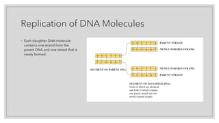 Replication of DNA Molecules
◦ Each daughter DNA molecule
contains one strand from the
parent DNA and one strand that is
newly formed.
 
