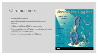 Chromosomes
◦ Histone-DNA complexes
◦ Is an individual DNA molecule bound to a group of
proteins.
◦ 15% by mass DNA and 85% by mass protein.
◦ They are nucleoproteins. They are a combination of nucleic
acid (DNA) and various proteins.
◦ Human: 46 chromosomes per cell (23 pairs).
 