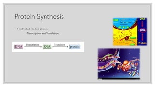 Protein Synthesis
◦ It is divided into two phases.
-Transcription and Translation
 