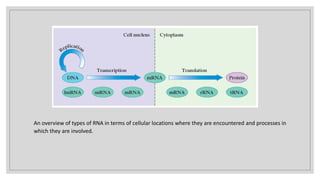 An overview of types of RNA in terms of cellular locations where they are encountered and processes in
which they are involved.
 