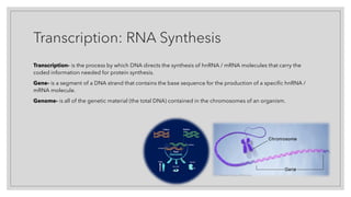 Transcription: RNA Synthesis
Transcription- is the process by which DNA directs the synthesis of hnRNA / mRNA molecules that carry the
coded information needed for protein synthesis.
Gene- is a segment of a DNA strand that contains the base sequence for the production of a specific hnRNA /
mRNA molecule.
Genome- is all of the genetic material (the total DNA) contained in the chromosomes of an organism.
 