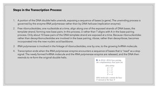 Steps in the Transcription Process:
1. A portion of the DNA double helix unwinds, exposing a sequence of bases (a gene). The unwinding process is
governed by the enzyme RNA polymerase rather than by DNA helicase (replication enzyme).
2. Free ribonucleotides, one nucleotide at a time, align along one of the exposed strands of DNA bases, the
template strand, forming new base pairs. In this process, U rather than T aligns with A in the base-pairing
process. Only about 10 base pairs of the DNA template strand are exposed at a time. Because ribonucleotides
rather than deoxyribonucleotides are involved in the base pairing, ribose, rather than deoxyribose, becomes
incorporated into the new nucleic acid backbone.
3. RNA polymerase is involved in the linkage of ribonucleotides, one by one, to the growing hnRNA molecule.
4. Transcription ends when the RNA polymerase enzyme encounters a sequence of bases that is “read” as a stop
signal. The newly formed hnRNA molecule and the RNA polymerase enzyme are released, and the DNA then
rewinds to re-form the original double helix.
 