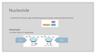 Nucleotide
◦ Composed of a pentose sugar; phosphate group and nitrogen-containing heterocyclic base.
Pentose Sugars
-it is either ribose or 2’-deoxyribose
RNA DNA
 