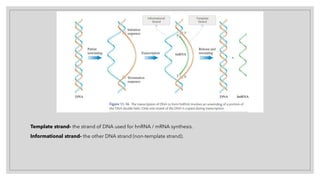 Template strand- the strand of DNA used for hnRNA / mRNA synthesis.
Informational strand- the other DNA strand (non-template strand).
 