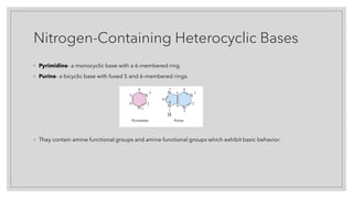 Nitrogen-Containing Heterocyclic Bases
◦ Pyrimidine- a monocyclic base with a 6-membered ring.
◦ Purine- a bicyclic base with fused 5 and 6-membered rings.
◦ They contain amine functional groups and amine functional groups which exhibit basic behavior.
 
