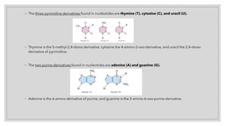 ◦ The three pyrimidine derivatives found in nucleotides are thymine (T), cytosine (C), and uracil (U).
◦ Thymine is the 5-methyl-2,4-dioxo derivative, cytosine the 4-amino-2-oxo derivative, and uracil the 2,4-dioxo
derivative of pyrimidine.
◦ The two purine derivatives found in nucleotides are adenine (A) and guanine (G).
◦ Adenine is the 6-amino derivative of purine, and guanine is the 2-amino-6-oxo purine derivative.
 