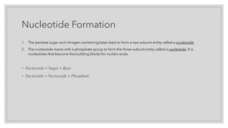 Nucleotide Formation
1. The pentose sugar and nitrogen-containing base react to form a two-subunit entity called a nucleoside.
2. The nucleoside reacts with a phosphate group to form the three-subunit entity called a nucleotide. It is
nucleotides that become the building blocks for nucleic acids.
◦ Nucleoside = Sugar + Base
◦ Nucleotide = Nucleoside + Phosphate
 
