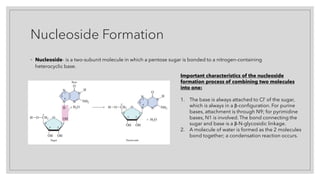 Nucleoside Formation
◦ Nucleoside- is a two-subunit molecule in which a pentose sugar is bonded to a nitrogen-containing
heterocyclic base.
Important characteristics of the nucleoside
formation process of combining two molecules
into one:
1. The base is always attached to Cl’ of the sugar,
which is always in a β-configuration. For purine
bases, attachment is through N9; for pyrimidine
bases, N1 is involved. The bond connecting the
sugar and base is a β-N-glycosidic linkage.
2. A molecule of water is formed as the 2 molecules
bond together; a condensation reaction occurs.
 