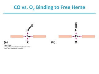 Protein Function - General Biology 2 Lesson | PPT