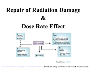 Repair of Radiation Damage & Dose Rate Effect How nucleotide excision repair protects against cancer   Errol C. Friedberg  Nature Reviews Cancer  1 , 22-33 (Oct 2001) 