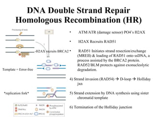 Atr Rad51 Chapter 5 -repair or radiation damage and dose-rate effect - jtl | PPT