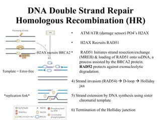 Strand Invasion Chapter 5 -repair or radiation damage and dose-rate effect - jtl | PPT
