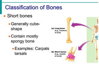Chapter 5 - The Skeletal System | PPTX