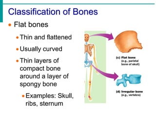 Chapter 5 - The Skeletal System | PPTX