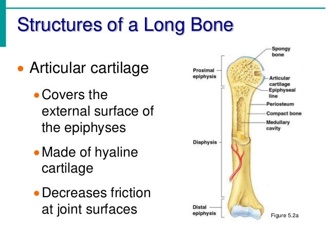 Chapter 5 - The Skeletal System