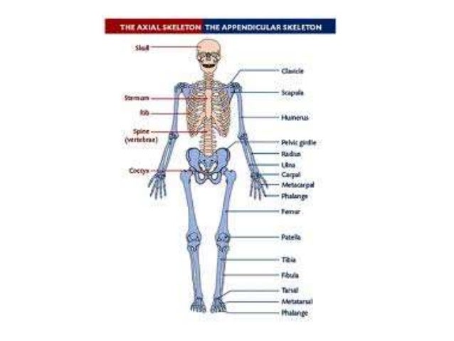 Chapter 5 The Skeletal System Chapter 5 The Skeletal System