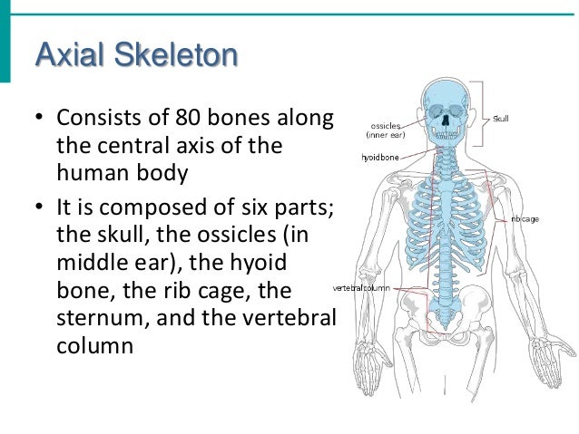 Chapter 5 The Skeletal System Chapter 5 The Skeletal System
