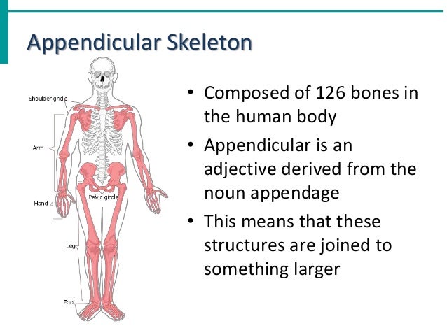 Chapter 5 The Skeletal System Chapter 5 The Skeletal System