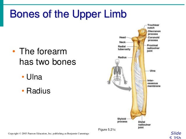 Chapter 5 The Skeletal System Chapter 5 The Skeletal System