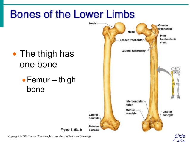 Chapter 5 The Skeletal System Chapter 5 The Skeletal System