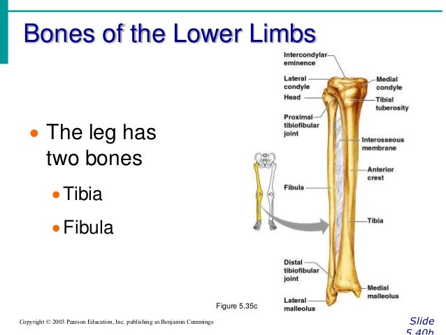 Chapter 5 The Skeletal System Chapter 5 The Skeletal System
