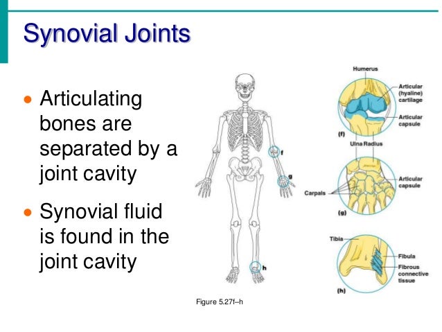 Chapter 5 The Skeletal System Chapter 5 The Skeletal System