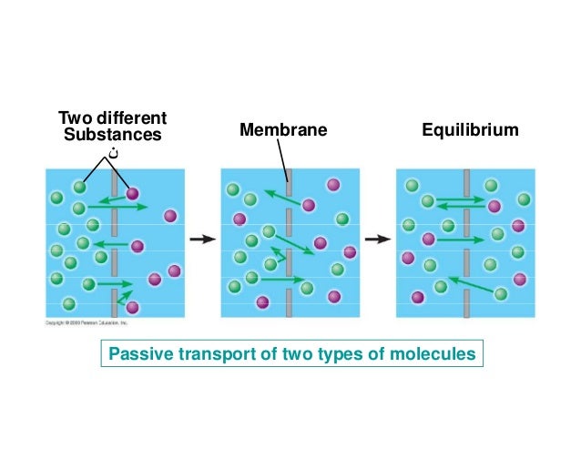 types of passive transport