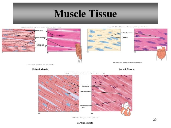 ch 10 muscle tissue 1 bio 218 fall 2012 chapter 10 – muscular tissue outline : types of muscle tissue skeletal, cardiac, smooth general functions & properties of muscular tissue. ch 10 muscle tissue 1 bio 218 fall 2012 chapter 10 – muscular tissue outline : types of muscle tissue skeletal, cardiac, smooth general functions & properties of muscular tissue.