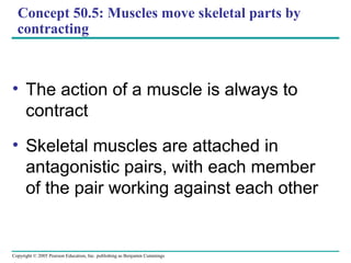 Copyright © 2005 Pearson Education, Inc. publishing as Benjamin Cummings
Concept 50.5: Muscles move skeletal parts by
contracting
• The action of a muscle is always to
contract
• Skeletal muscles are attached in
antagonistic pairs, with each member
of the pair working against each other
 