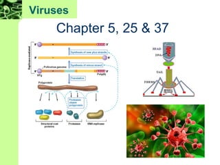 Viruses
Chapter 5, 25 & 37
 