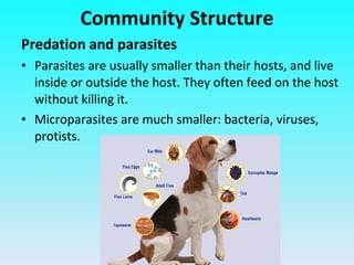Predation and parasites Parasites are usually smaller than their hosts, and live inside or outside the host. They often feed on the host without killing it. Microparasites are much smaller: bacteria, viruses, protists. Community Structure 