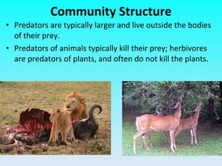 Predators are typically larger and live outside the bodies of their prey. Predators of animals typically kill their prey; herbivores are predators of plants, and often do not kill the plants. Community Structure 