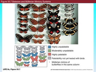 Figure 55.7 Batesian and Müllerian Mimicry Systems 